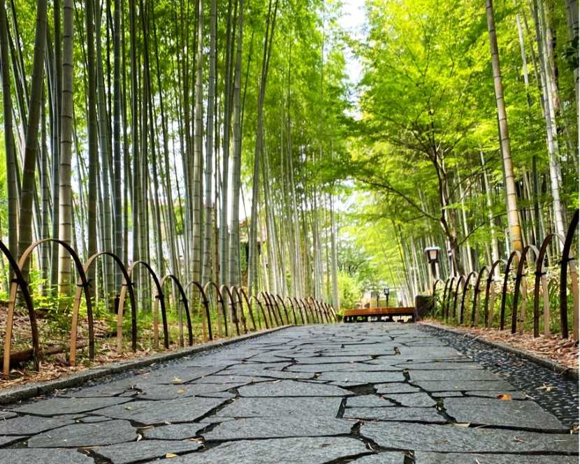 修善寺　竹林の小径